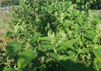 meta image Japanse duizendknoop.jpg